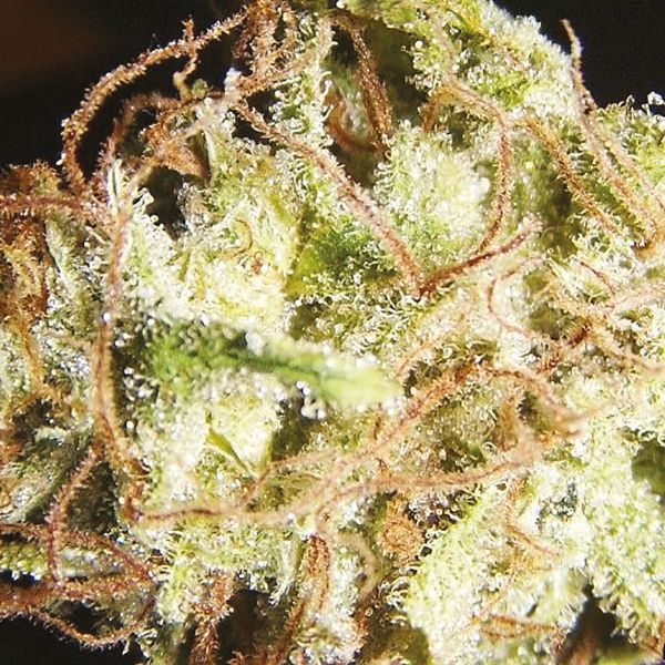 Cheese Diesel Fem Cheese Diesel Fem