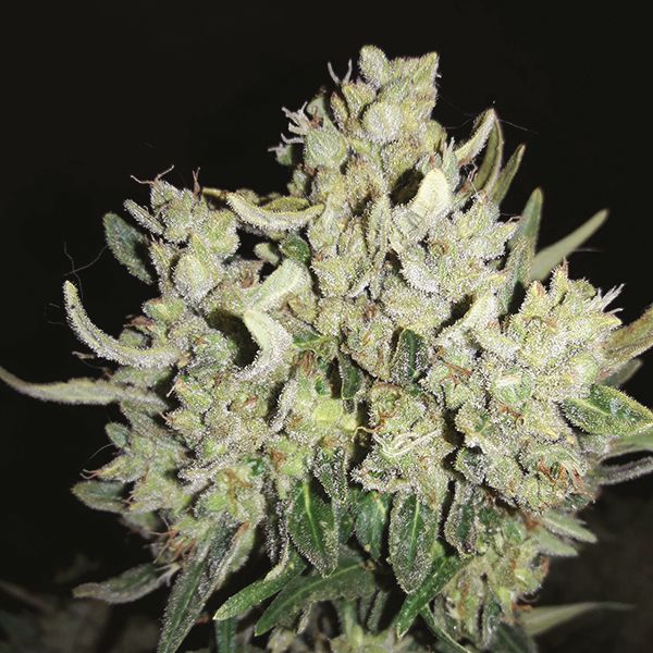 Auto Devil XXL Fem Auto Devil XXL Fem