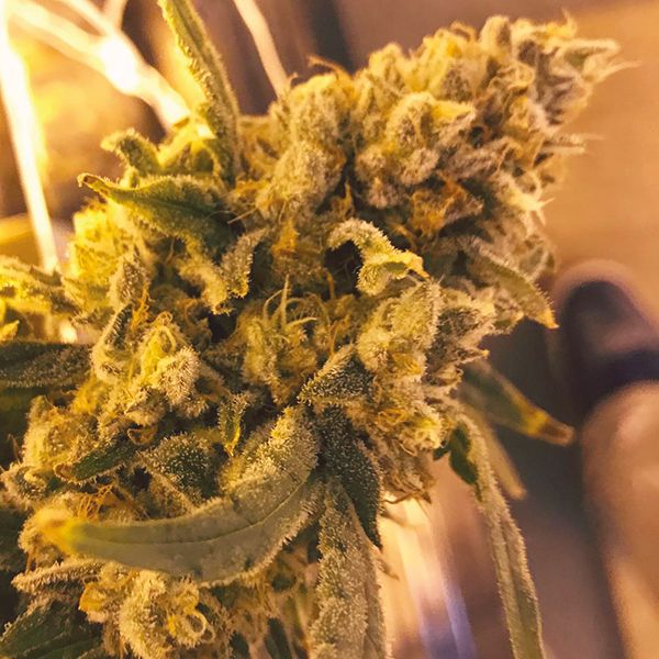 Auto Critical x  GG4 Fem Auto Critical x  GG4 Fem