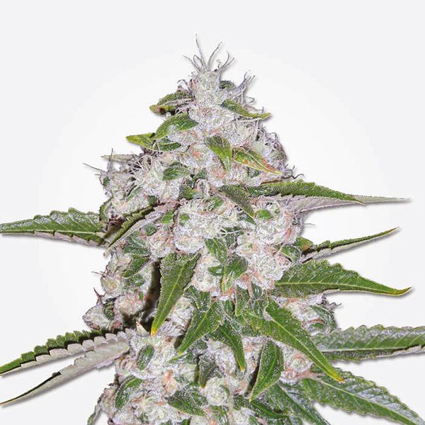 Mazar Seeds USA 