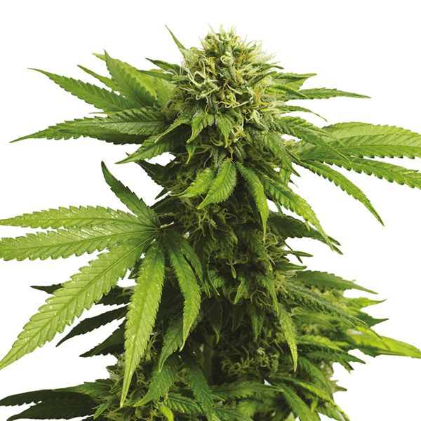 CBD ACDC Seeds for Sale 