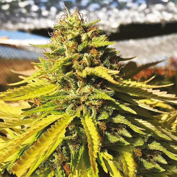 Bruce Banner x White Russian Fem Bruce Banner x White Russian Fem