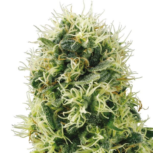 power plant Weed 