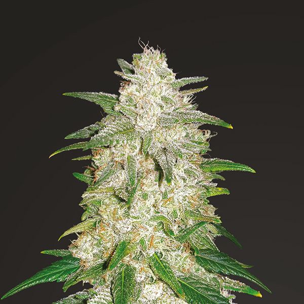 Gelato Fem Gelato Fem