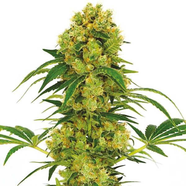 Buy Bid Bud Fast Seeds USA 