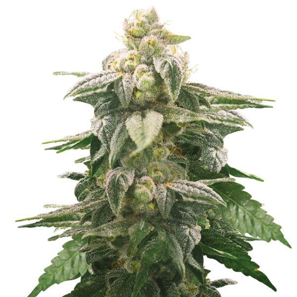 Nicole Kush Seeds 