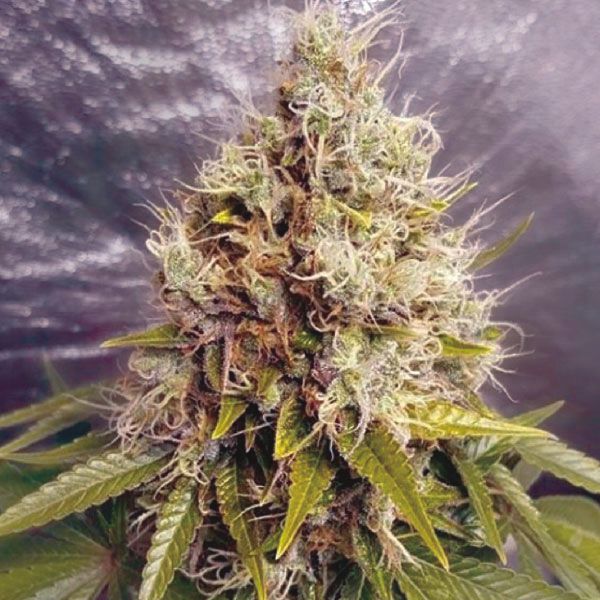 Critical Mass CBD Feminized Marijuana Seeds USA