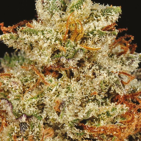 buy grandaddy x bruce banner strain seeds in the usa 