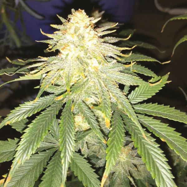Great White Shark Fem Great White Shark Fem
