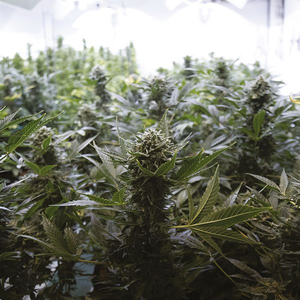 Auto Moby Dick Fem Auto Moby Dick Fem