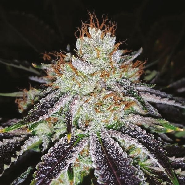 Tahoe Kush Fem Tahoe Kush Fem