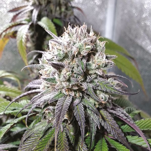 Zombie Death Fuck Fem