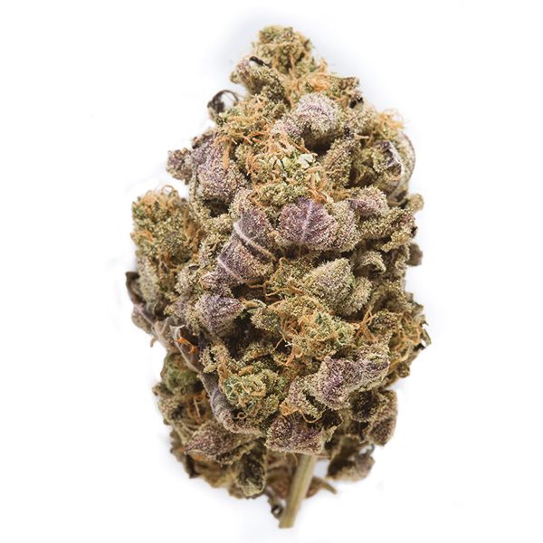 Blueberry x White Widow Fem Blueberry x White Widow Fem