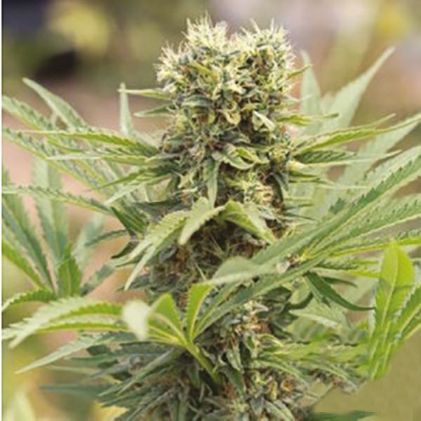 Buy Hektol Strain Seeds Online 