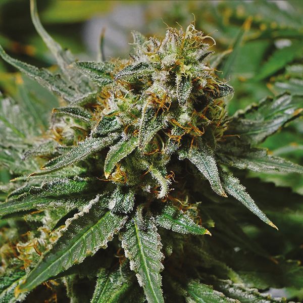 Alien Technology Fem