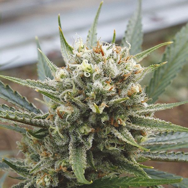 Super Lemon Haze Fem