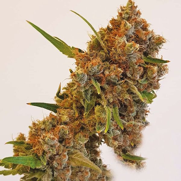 Buy Critical Kush in USA 