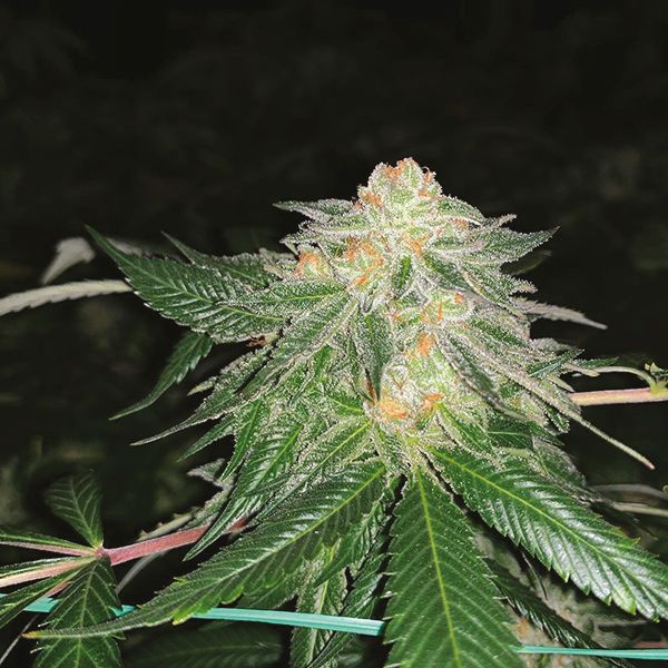 Strawberry Banana Fem