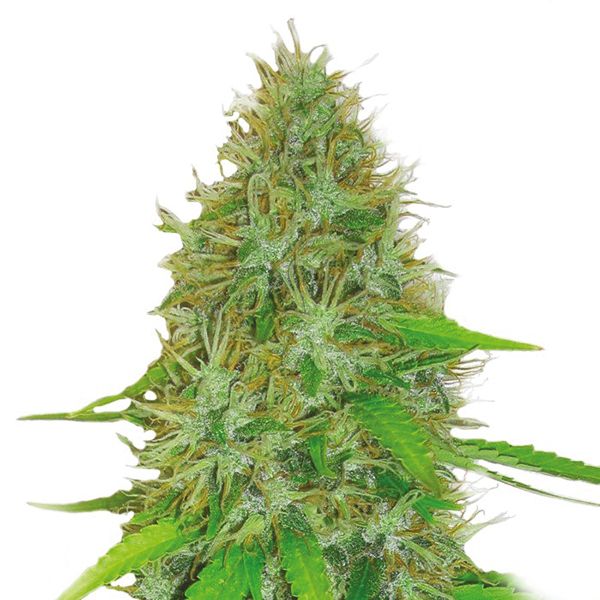 Buy Bruce Banner Seeds 
