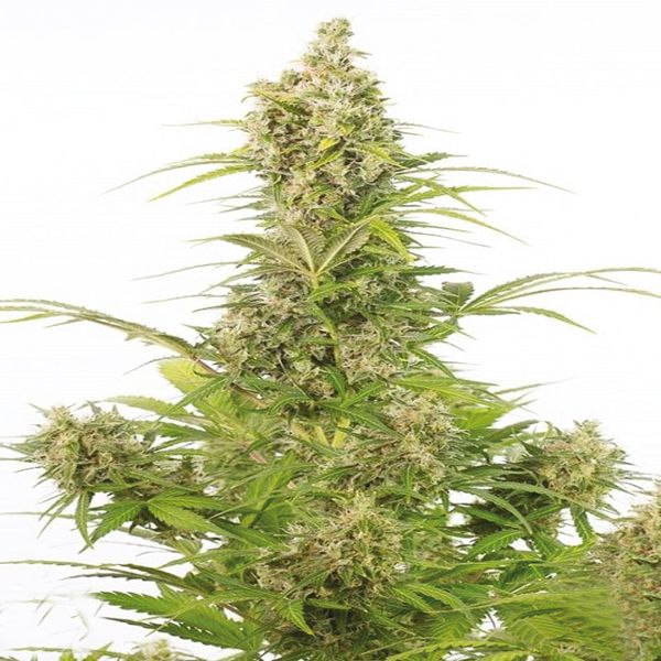 CBD White Widow 1 to 1 Fem CBD White Widow 1 to 1 Fem