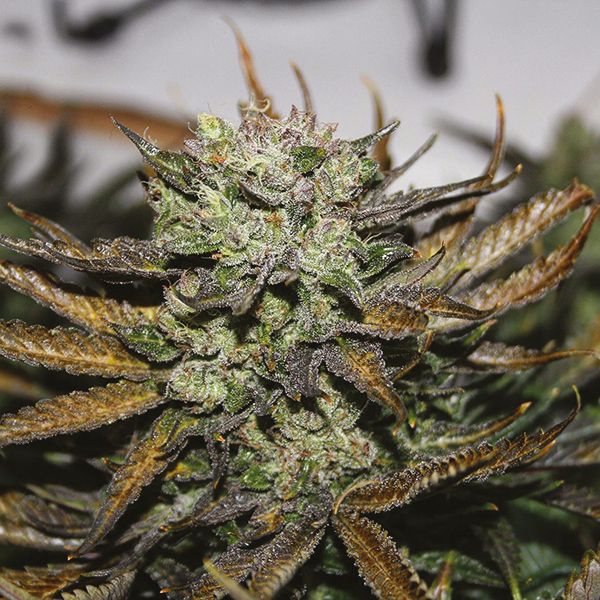 Girl Scout Cookies x Kush Fem Girl Scout Cookies x Kush Fem