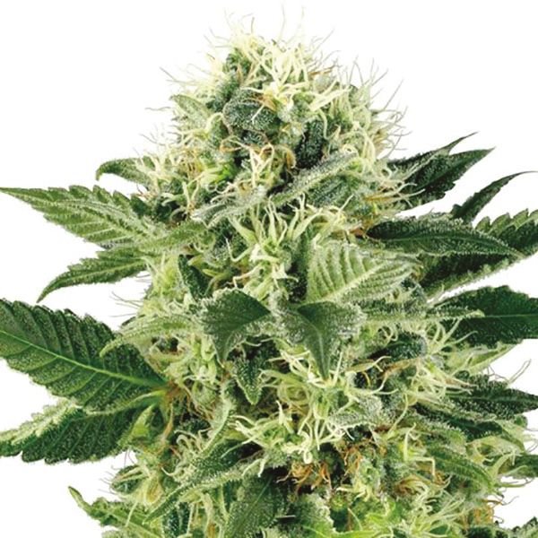 Buy Northern LightsStrain Seeds in the USA 