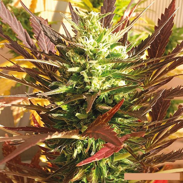 Snow Ripper Fem Snow Ripper Fem