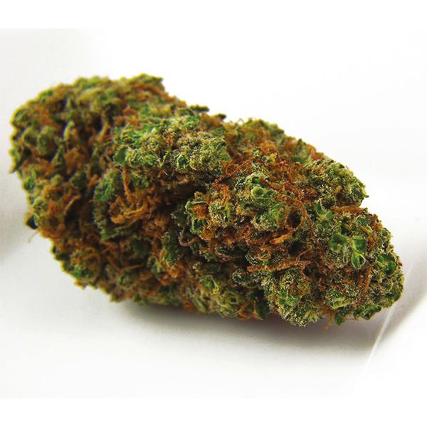 Grapefruit Fem Grapefruit Fem