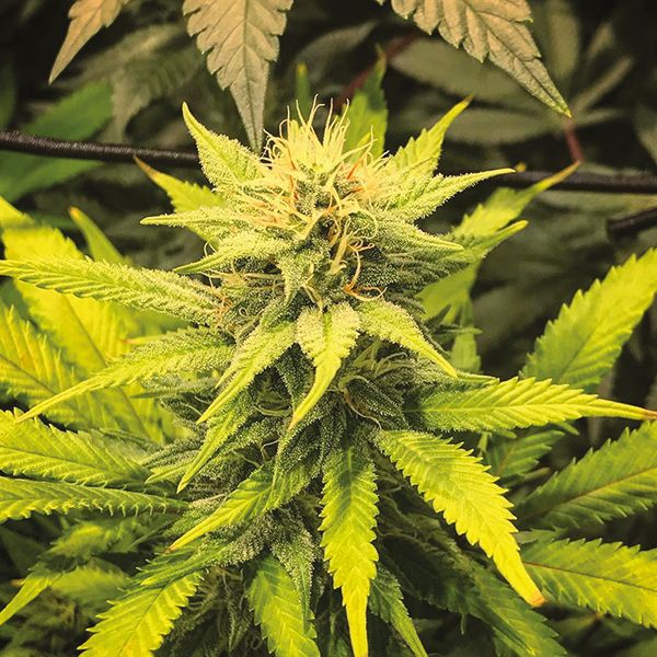 Sour Kush Fem Sour Kush Fem