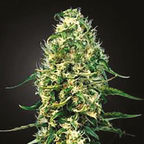 Super Lemon Haze Fem