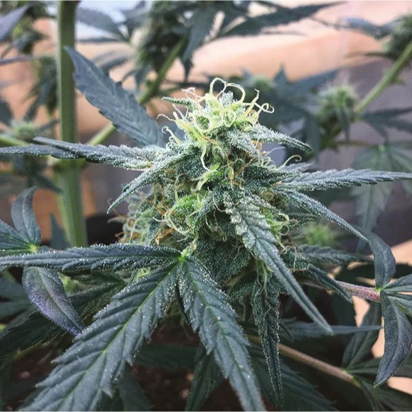 Auto Big Devil 