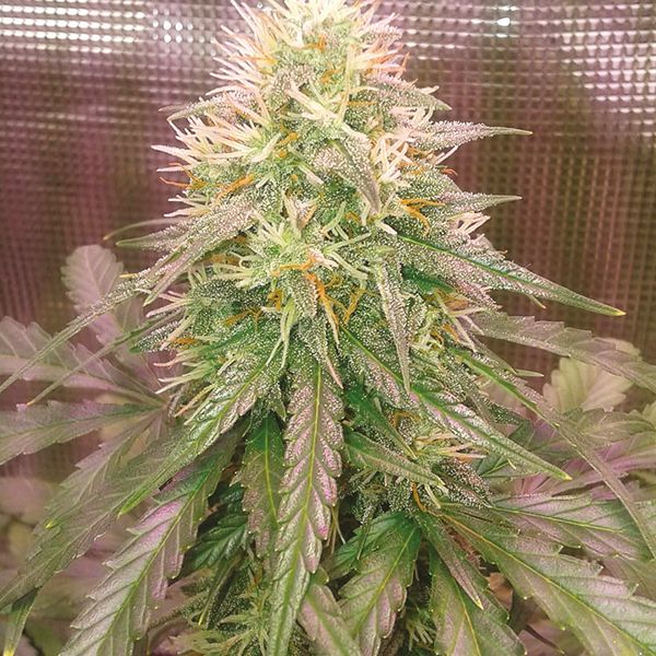 Auto Super Skunk Fem Auto Super Skunk Fem