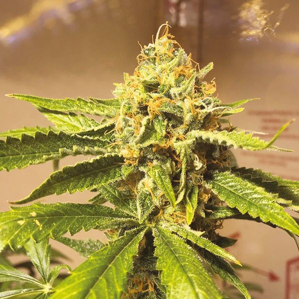 Snow Ripper Fem Snow Ripper Fem