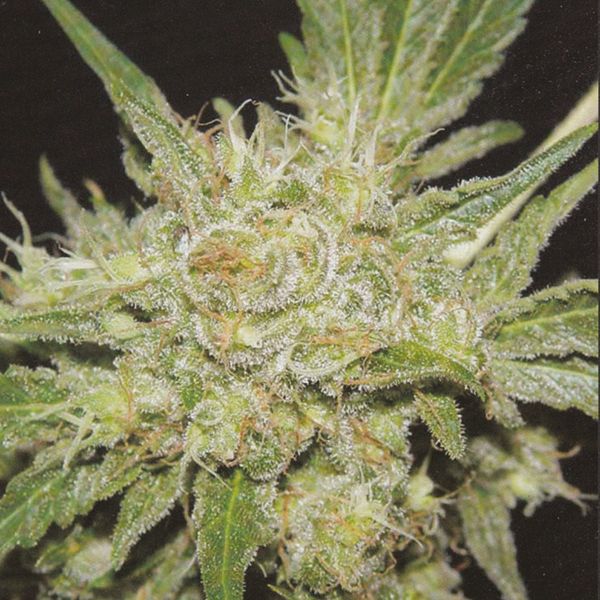 Mexican Haze 