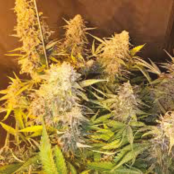 Cinderella99 x Blueberry Fast Fem Cinderella99 x Blueberry Fast Fem