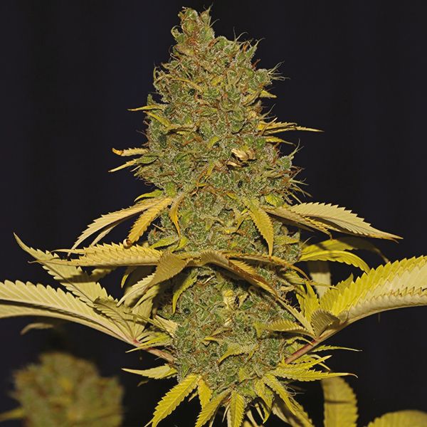 Buy Badazz Cheese Seeds For Sale 