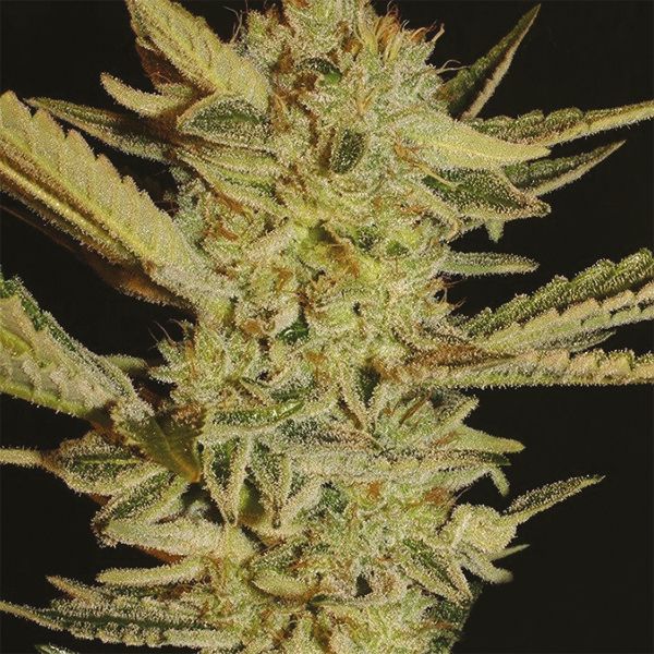 Bubblegum haze Strain Seeds 