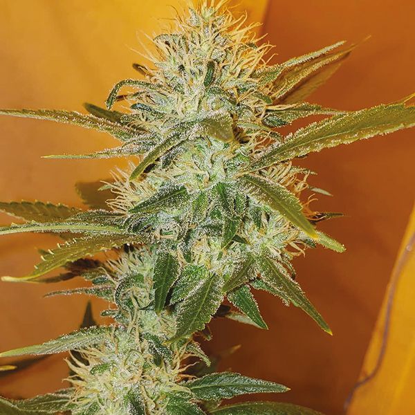 Strawberry Cough Fem