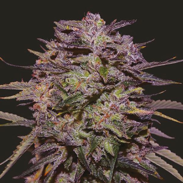 Purple Kush x White Russian Fem Purple Kush x White Russian Fem