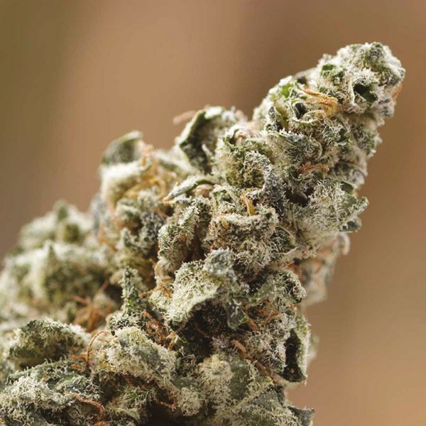 Crystal Fem Crystal Fem