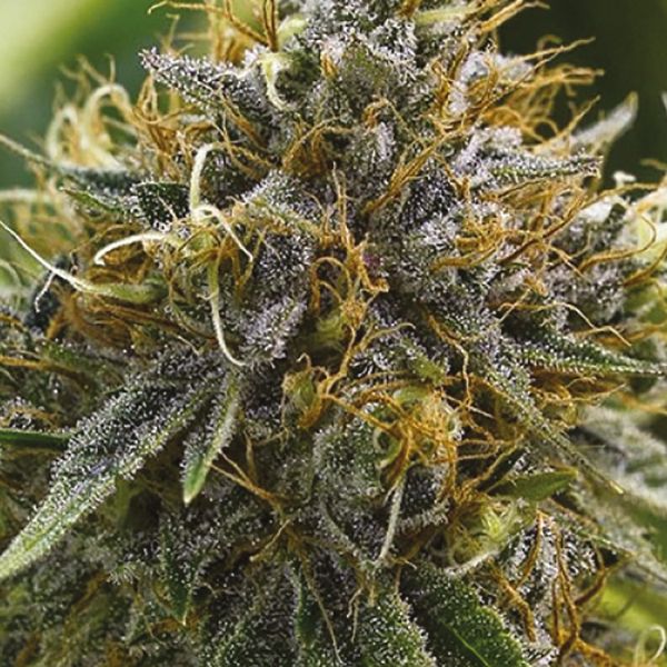 Auto Banana Kush Fem Auto Banana Kush Fem