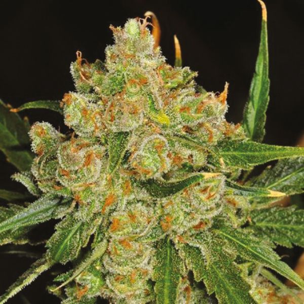 Northern Critical Strain Seeds USA 
