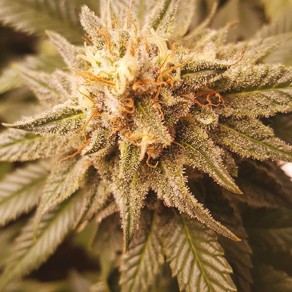 White Tahoe OG Strain 