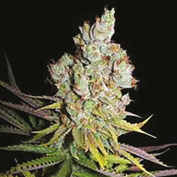 CBD Sour Lemon 1 to 1 Fem CBD Sour Lemon 1 to 1 Fem