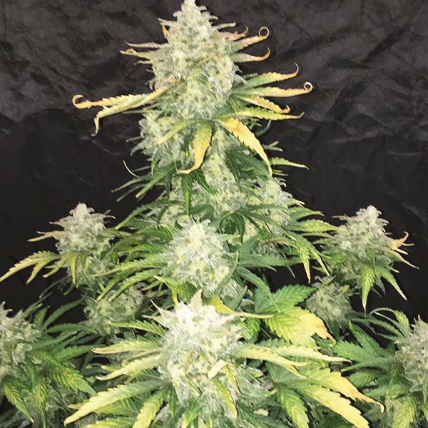 Auto Haze XL Fem Auto Haze XL Fem