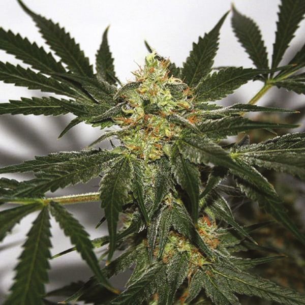 Critical x Amnesia Fem Critical x Amnesia Fem