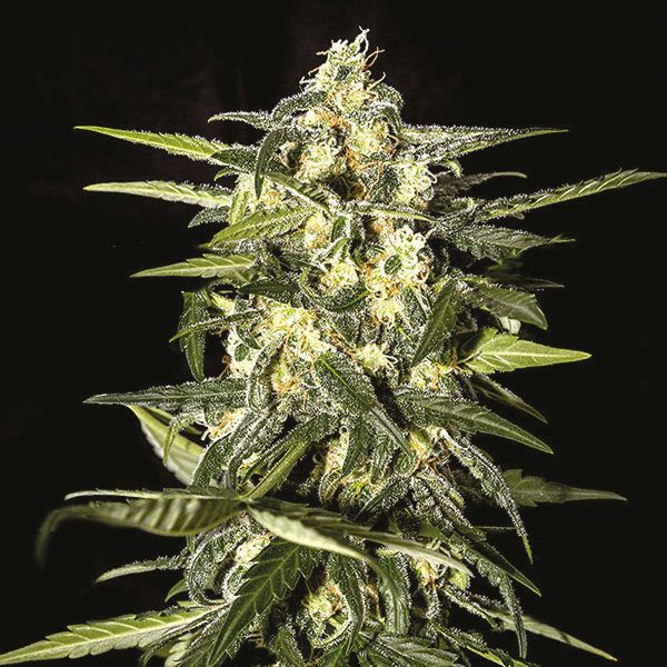 Auto Jack Herer Fem Auto Jack Herer Fem
