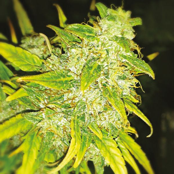 Auto Sweet Tooth Fem