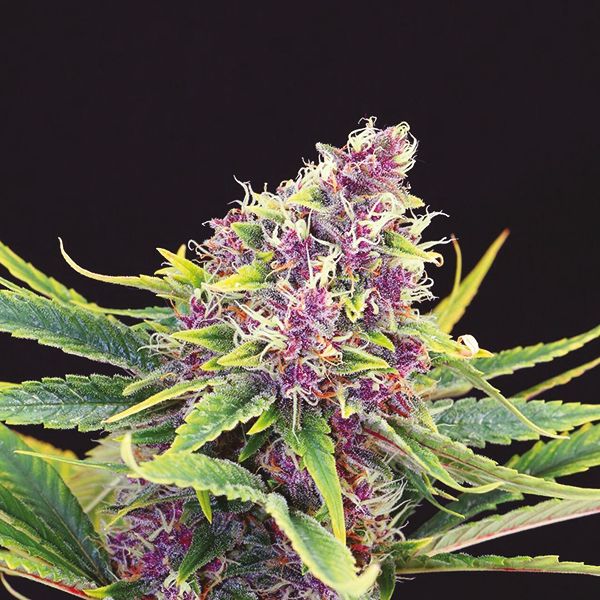 Auto Purple Kush Fem Auto Purple Kush Fem