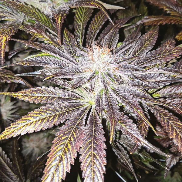 Tahoe Kush Fem Tahoe Kush Fem